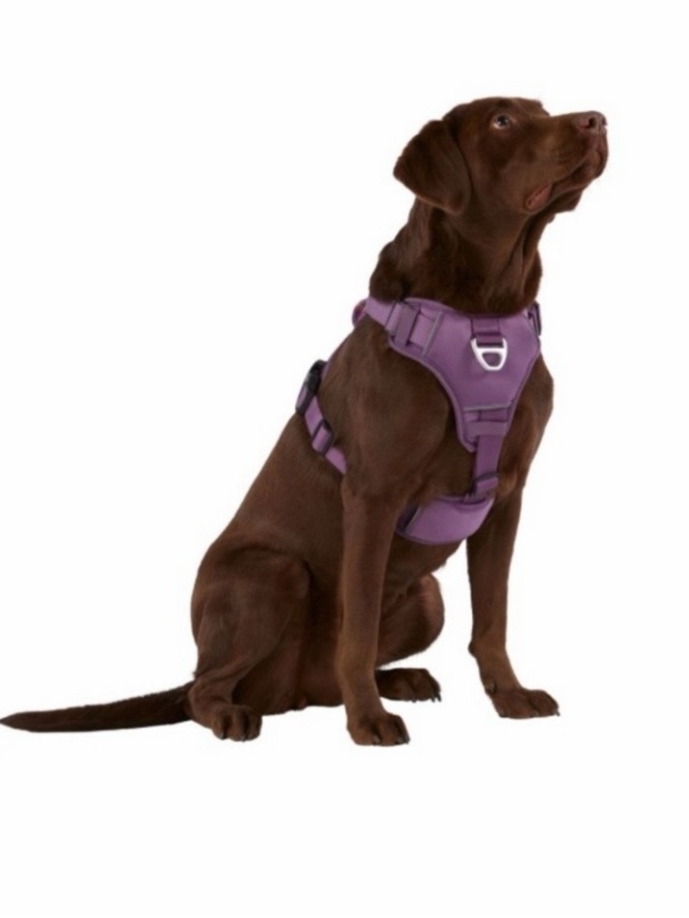 Arcadia Trail Neoprene Purple No-Pull Dog Harness with Metal D-Ring
